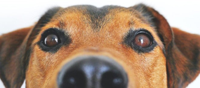 Gewrichtsproblemen bij Honden
