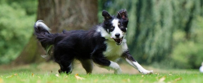 Wat te doen als je hond symptomen van gewrichtsproblemen vertoont?