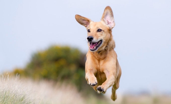Supplementen voor de gewrichten van je hond