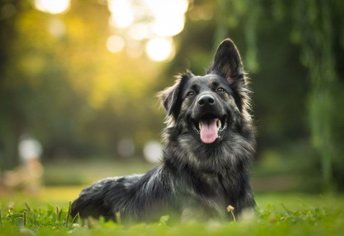 De beste supplementen voor de gezondheid van je hond